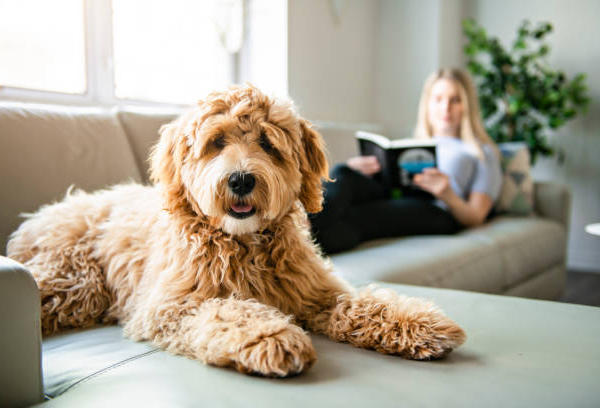 Goldendoodle Puppy Breeder Tips for First-Time Dog Owners
