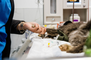 Understanding What Animal Surgery Actually Involves