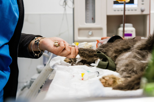 Understanding What Animal Surgery Actually Involves