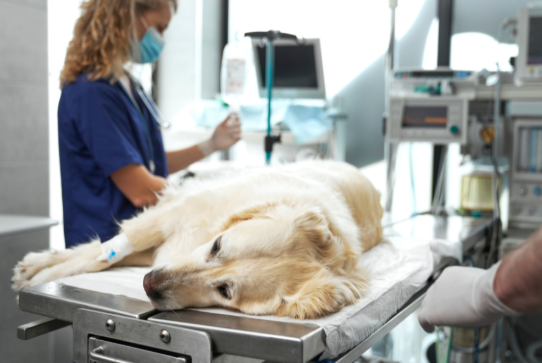 What to Expect Before, During, and After Animal Surgery