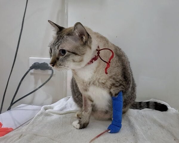 Identifying Vital Health Changes in Feline Companions