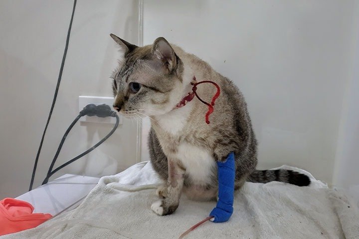 Identifying Vital Health Changes in Feline Companions