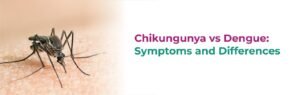 Chikungunya vs Dengue: Symptoms and Differences 